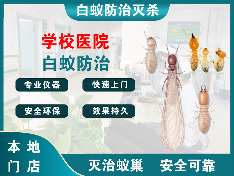 嘉定学校医院白蚁防治